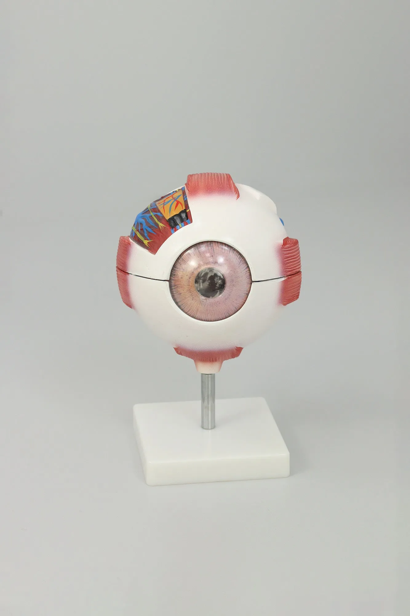 Eyeball Magnification Model