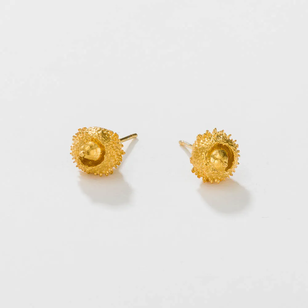 Water oak nut - stud earrings - silver 925 - gold plated