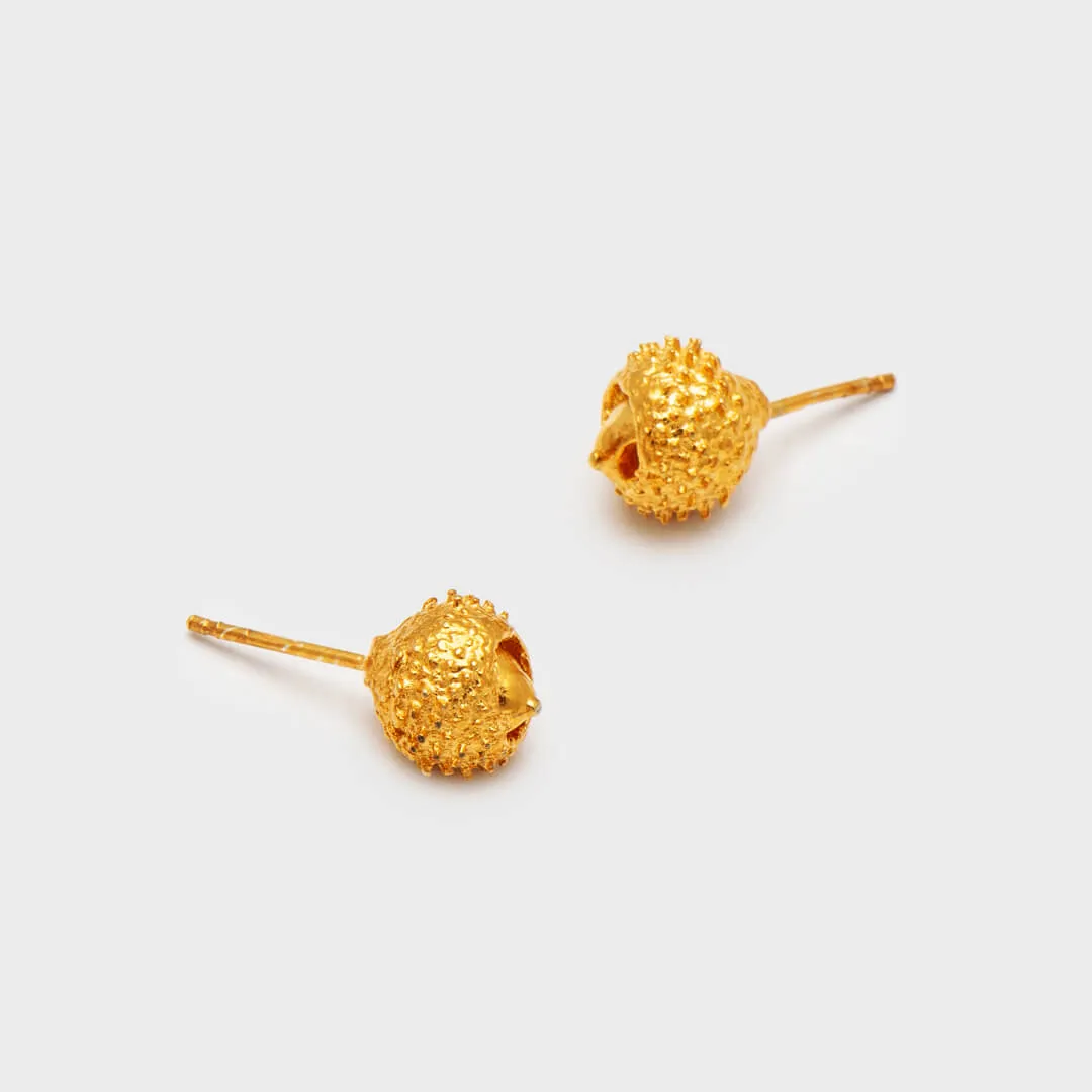 Water oak nut - stud earrings - silver 925 - gold plated