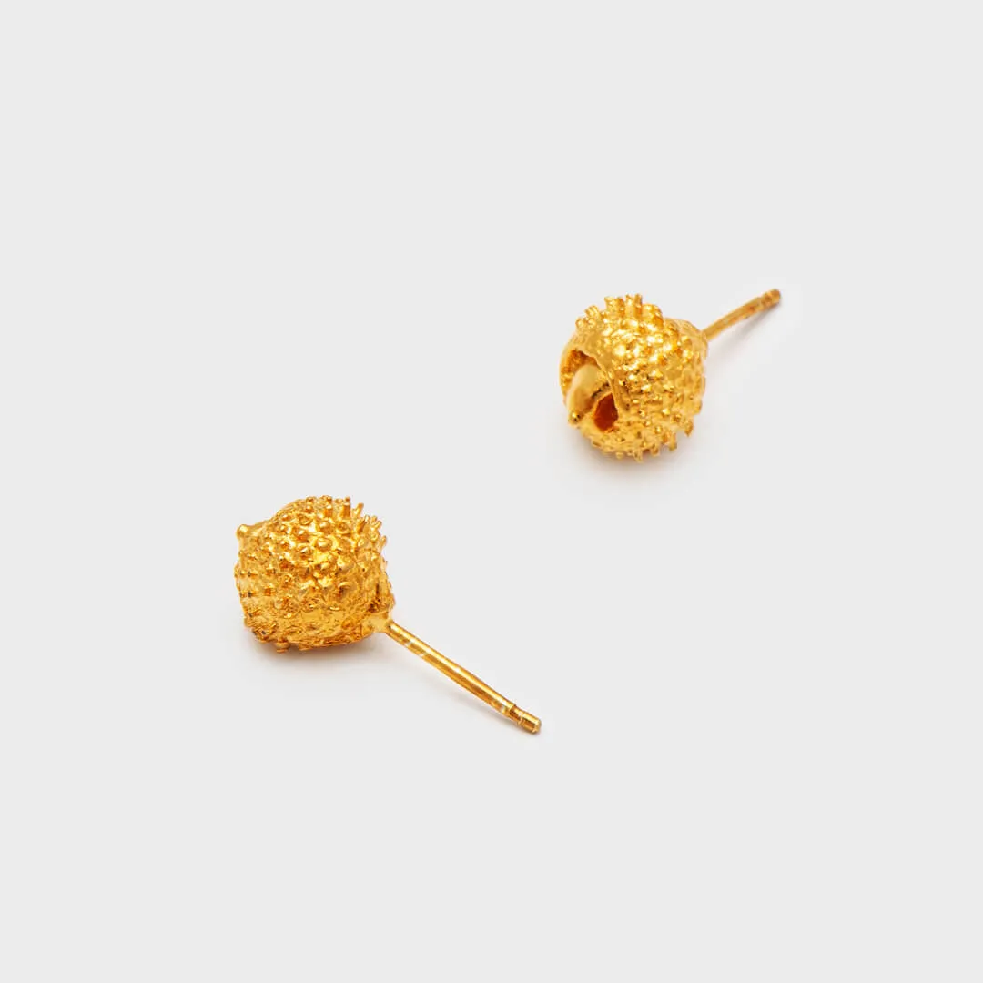 Water oak nut - stud earrings - silver 925 - gold plated